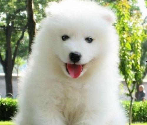 娱乐吃瓜酱萨摩耶,揭秘娱乐圈那些不为人知的幕后故事  第2张