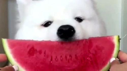 娱乐吃瓜酱萨摩耶,揭秘娱乐圈那些不为人知的幕后故事  第3张