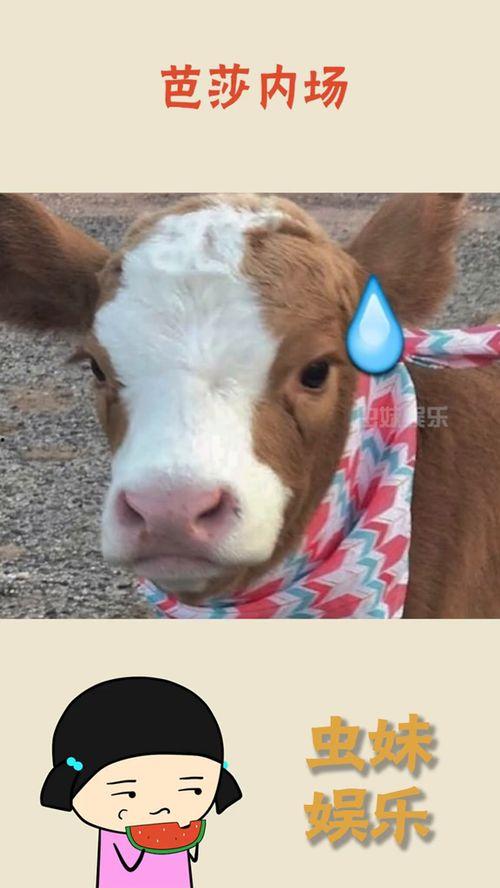 娱乐吃瓜酱折耳猫,揭秘折耳猫的神秘魅力与争议  第2张